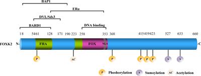 Regulation and roles of FOXK2 in cancer